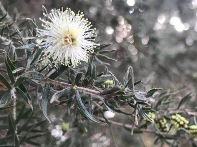 Melaleuca incana, photographed by Ann Bentley