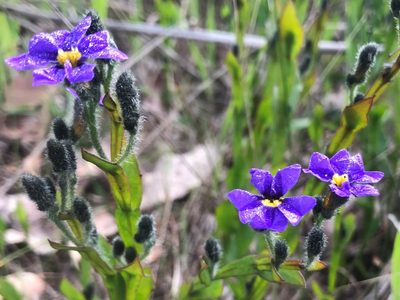 Dampiera alata, photographed by Ann Bentley