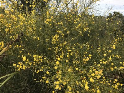 Acacia extensa, photographed by Ann Bentley