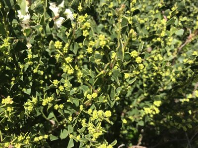 Acacia trapezoidea, photographed by Ann Bentley