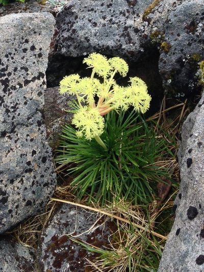 Aciphylla congesta, photographed by BIHNZ