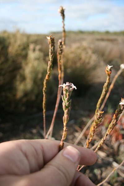 Gnidia spicata, photographed by Jacques van der Merwe