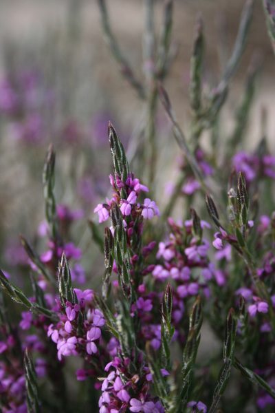 Muraltia ericoides, photographed by Jacques van der Merwe