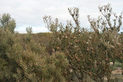 Leucadendron cinereum, photographed by Jacques van der Merwe