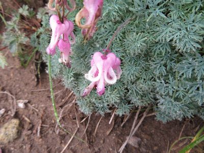 Dicentra peregrina, photographed by Marco Mussita