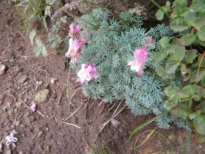 Dicentra peregrina, photographed by Marco Mussita