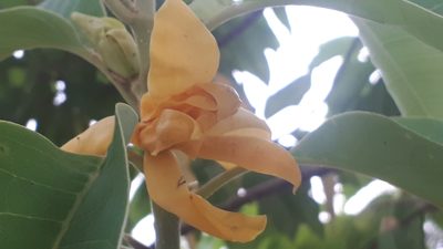 Magnolia champaca, photographed by Ong Jyh Seng