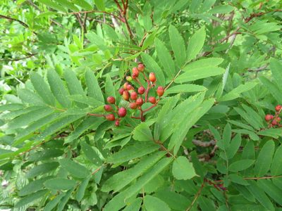 Sorbus commixta, photographed by Marco Mussita