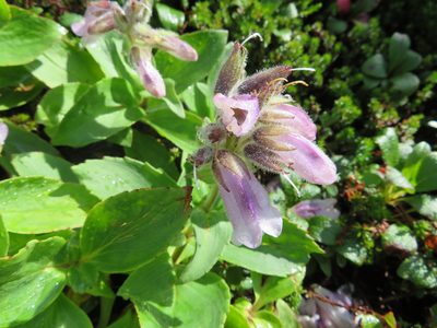 Pennellianthus frutescens, photographed by Marco Mussita