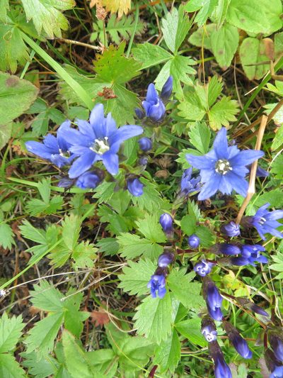 Gentiana nipponica, photographed by Marco Mussita