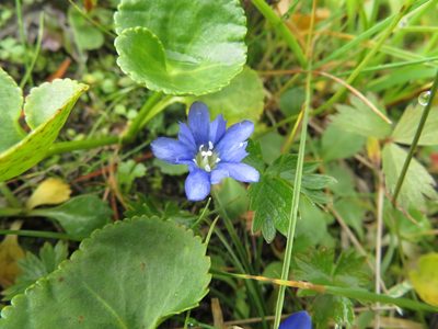 Gentiana nipponica, photographed by Marco Mussita