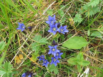 Gentiana nipponica, photographed by Marco Mussita