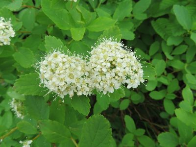 Spiraea betulifolia, photographed by Marco Mussita