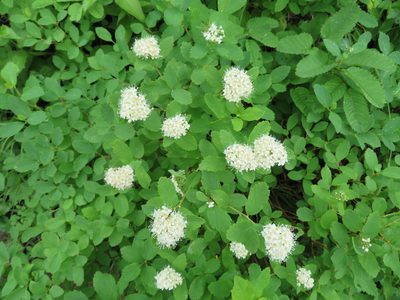 Spiraea betulifolia, photographed by Marco Mussita