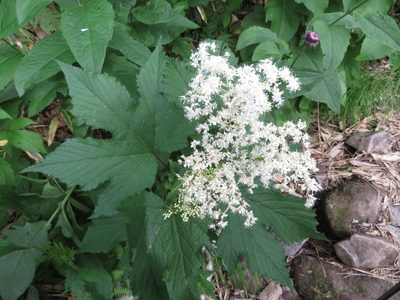 Filipendula camtschatica, photographed by Marco Mussita