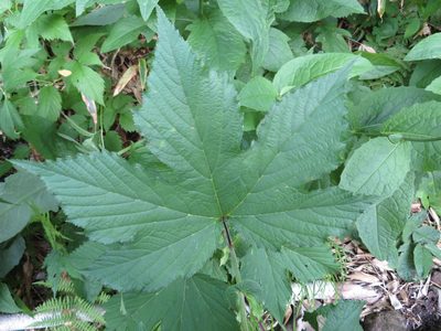 Filipendula camtschatica, photographed by Marco Mussita