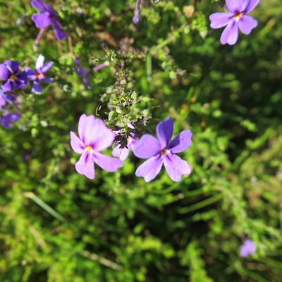 Jamesbrittenia microphylla, photographed by Di Turner