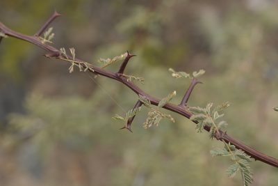 Senegalia gilliesii, photographed by Carlos Martorell