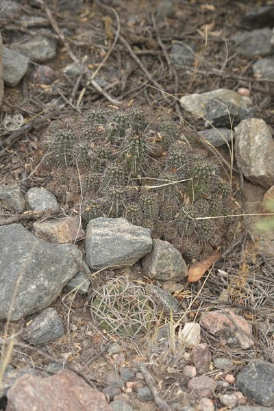 Gymnocalycium pugionacanthum, photographed by Carlos Martorell