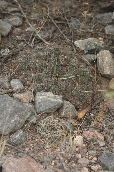 Gymnocalycium pugionacanthum, photographed by Carlos Martorell