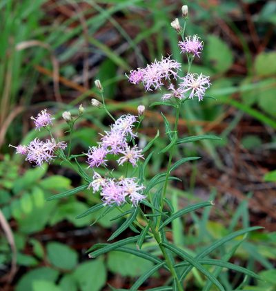 Vernonia angustifolia, photographed by Lauren McLaurin