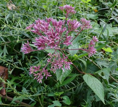 Eutrochium dubium, photographed by Sandra Keller