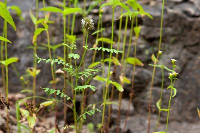 Dalea urceolata, photographed by Cecelia Alexander