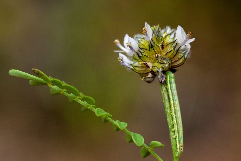 Dalea urceolata, photographed by Cecelia Alexander