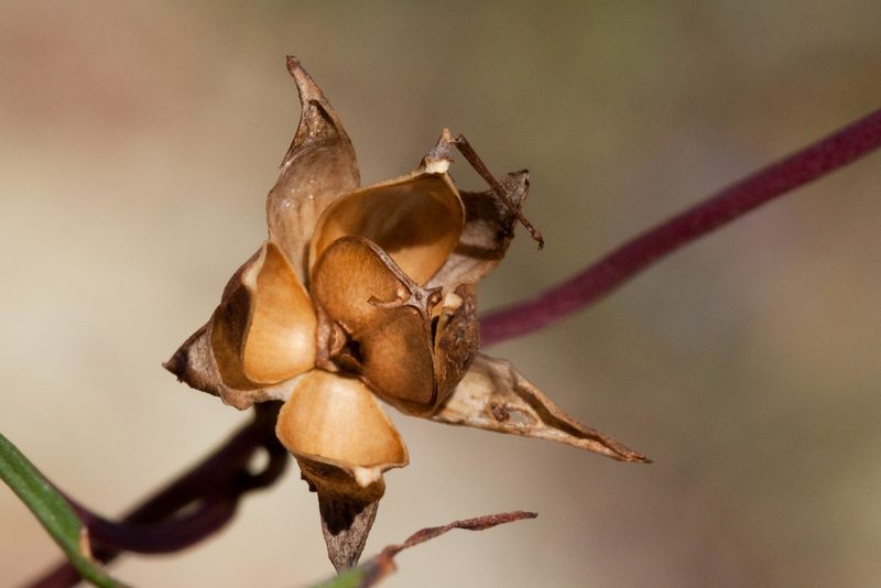 Ipomoea tenuiloba, photographed by Cecelia Alexander