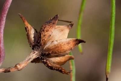 Ipomoea tenuiloba, photographed by Cecelia Alexander