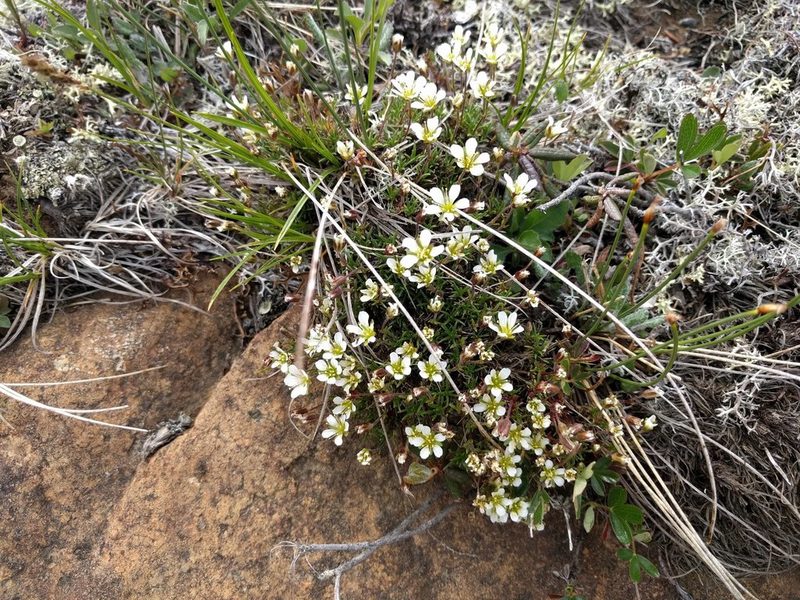 Cherleria marcescens, photographed by John Brew