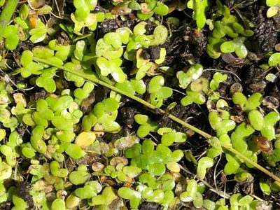 Lemna minuta, photographed by Jason Grant