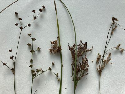 Juncus alpinoarticulatus, photographed by Jason Grant