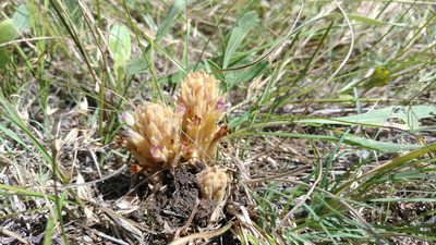 Orobanche ludoviciana, photographed by Brian Dickerson