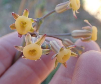 Tulbaghia dregeana, photographed by Peter Warren