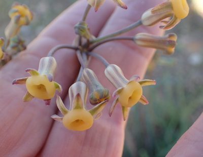 Tulbaghia dregeana, photographed by Peter Warren