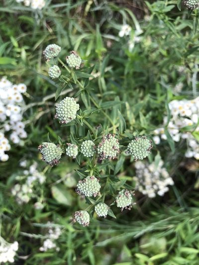 Pycnanthemum verticillatum, photographed by Sandy Wolkenberg