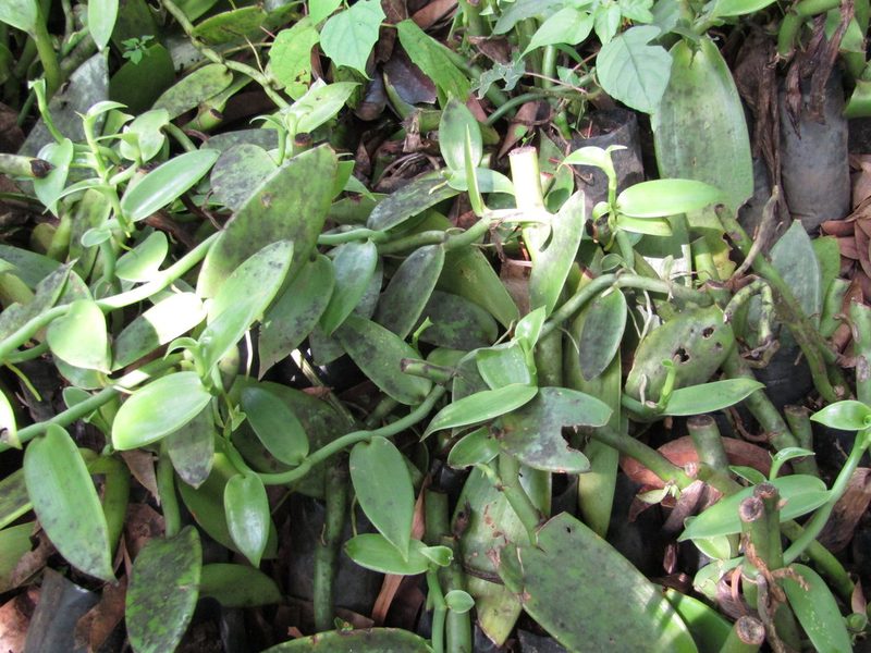 Vanilla planifolia, photographed by Adrianh M. Orozco