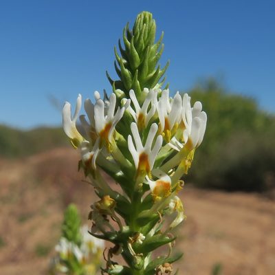 Hebenstretia parviflora, photographed by Kevin Murray
