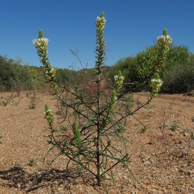 Hebenstretia parviflora, photographed by Kevin Murray