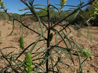 Hebenstretia parviflora, photographed by Kevin Murray
