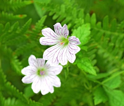 Geranium versicolor, photographed by Kostas Zontanos