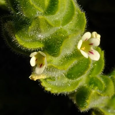 Jamesbrittenia amplexicaulis, photographed by Kevin Murray
