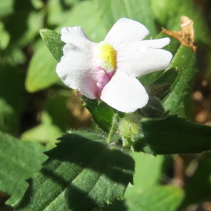 Nemesia lanceolata, photographed by Kevin Murray