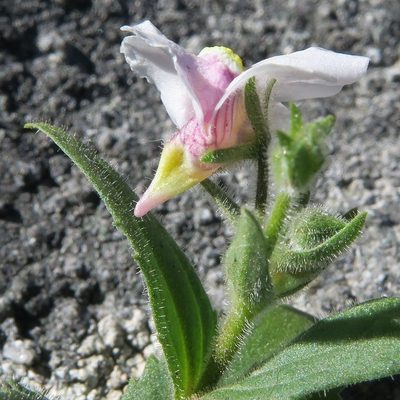Nemesia lanceolata, photographed by Kevin Murray