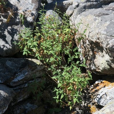 Nemesia lanceolata, photographed by Kevin Murray