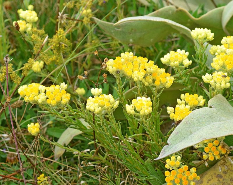 Helichrysum plicatum, photographed by Kostas Zontanos