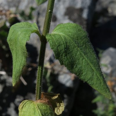 Nemesia lanceolata, photographed by Kevin Murray