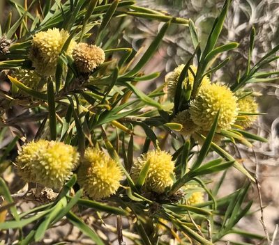 Acanthocarpus preissii, photographed by Ann Bentley