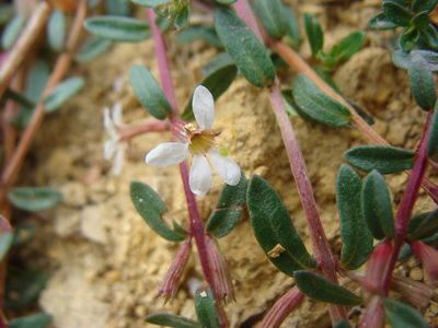 Lythrum gracile, photographed by Alexis López Hernández